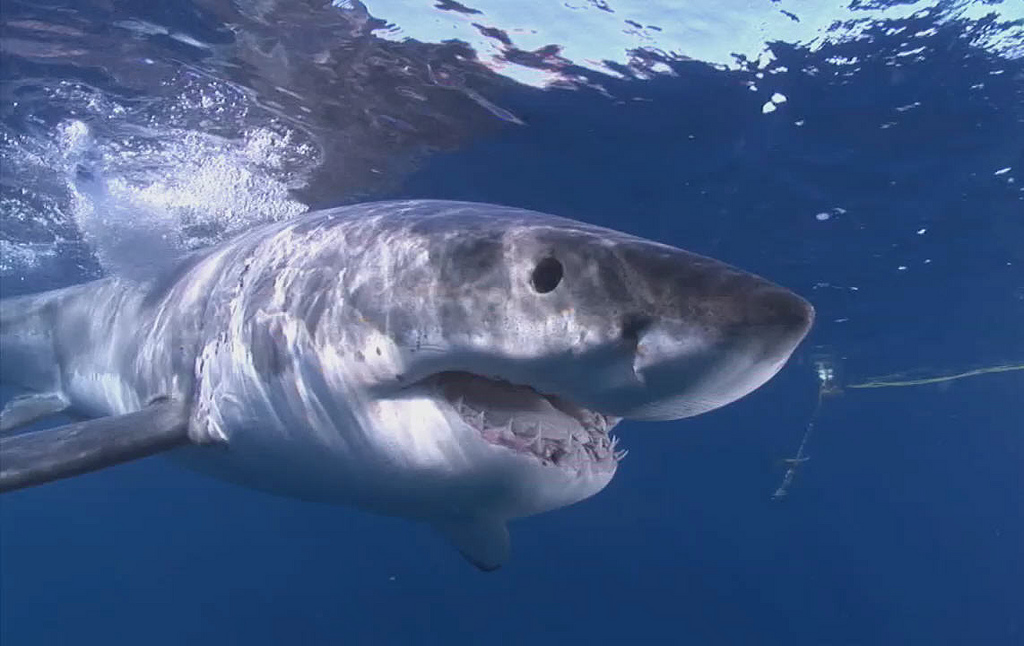 Insurance Journal Runs Down Sharknado Risk
