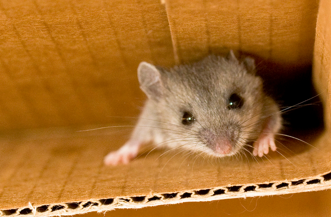 Rodents at Recycling Facility Cause Disease