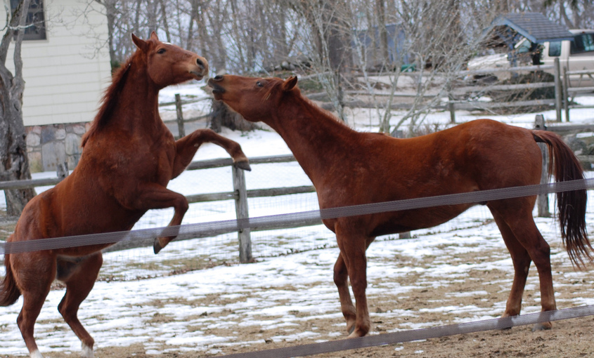 Trickster Gets Comp for Horseplay Injury