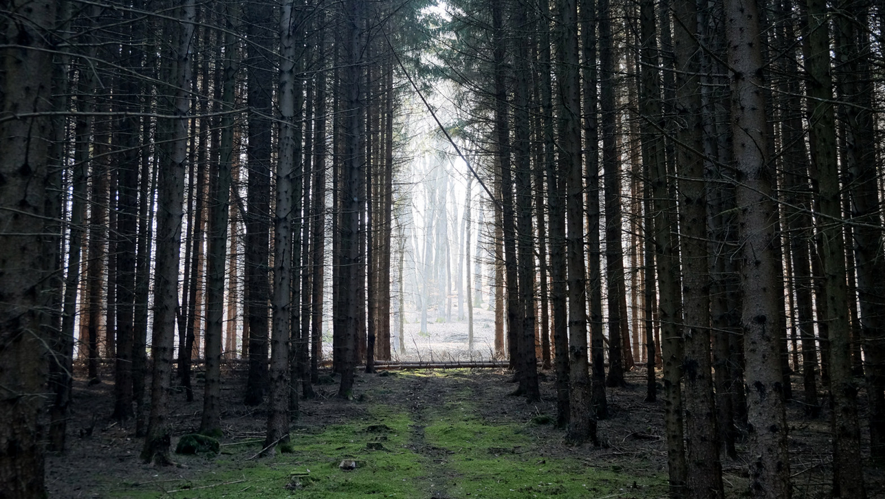 Forest Workers In Danger, Not Just From Fires or Floods
