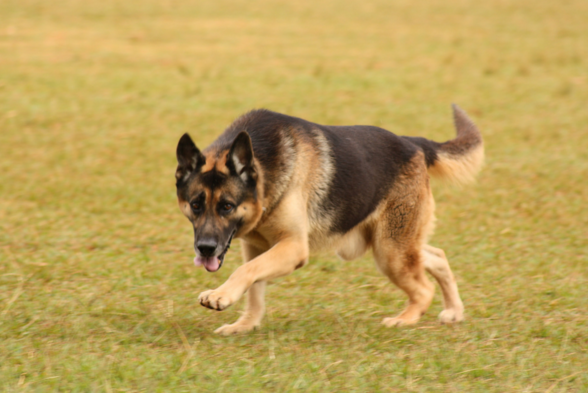CT Dog Bite is Not Negligence, Part of Employment