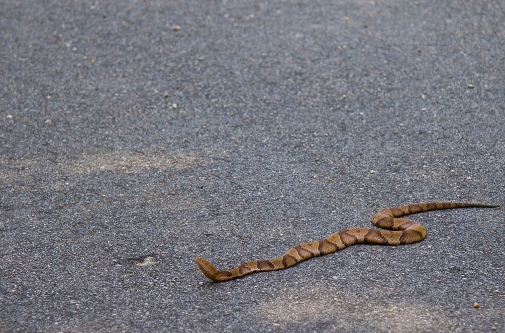 Snakebite During Break Not Compensable, When Worker Was On Premises