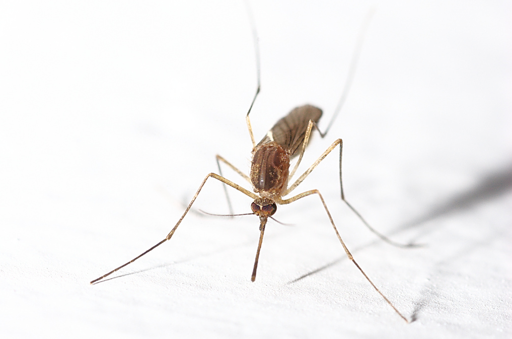 Miami Denied Officers WC for Zika Virus