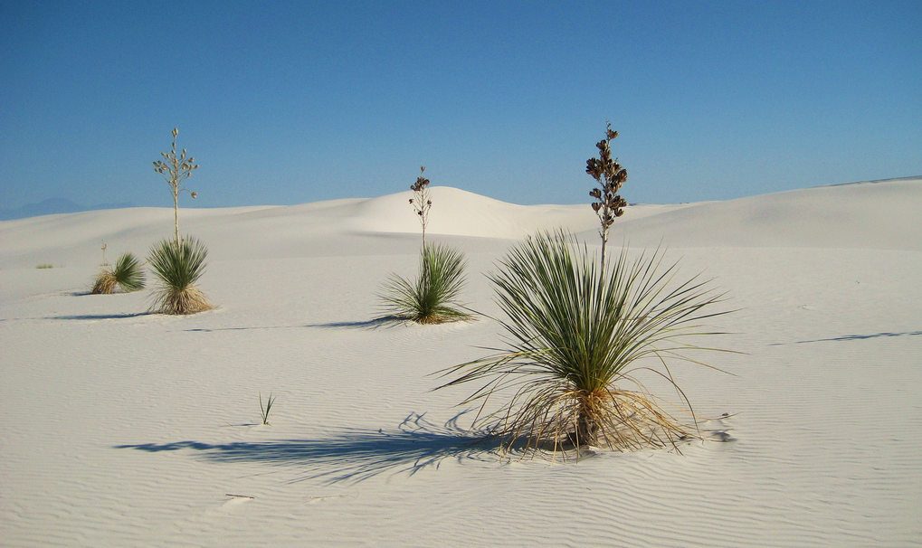 NM Gov Signs Law Allowing Employers to Fire Employees for Misconduct After RTW