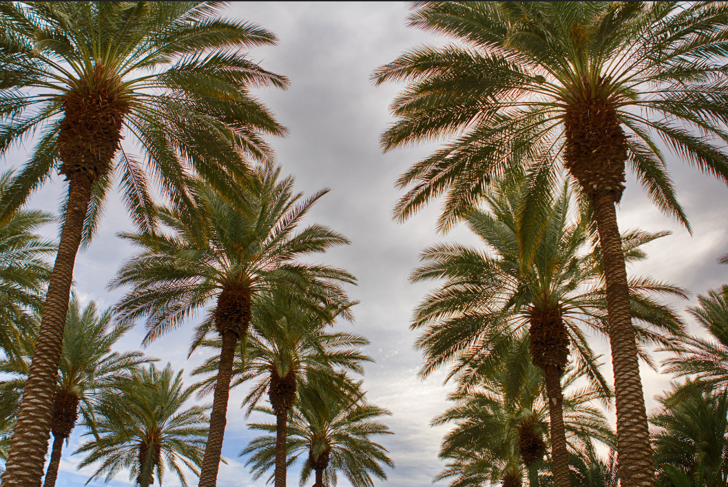 CA Co. Cited After Worker Attacked by Bee Swarm Dies