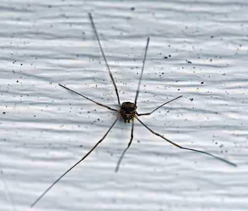 Firefighter Injured After Spider Nightmare Not Eligible for Comp