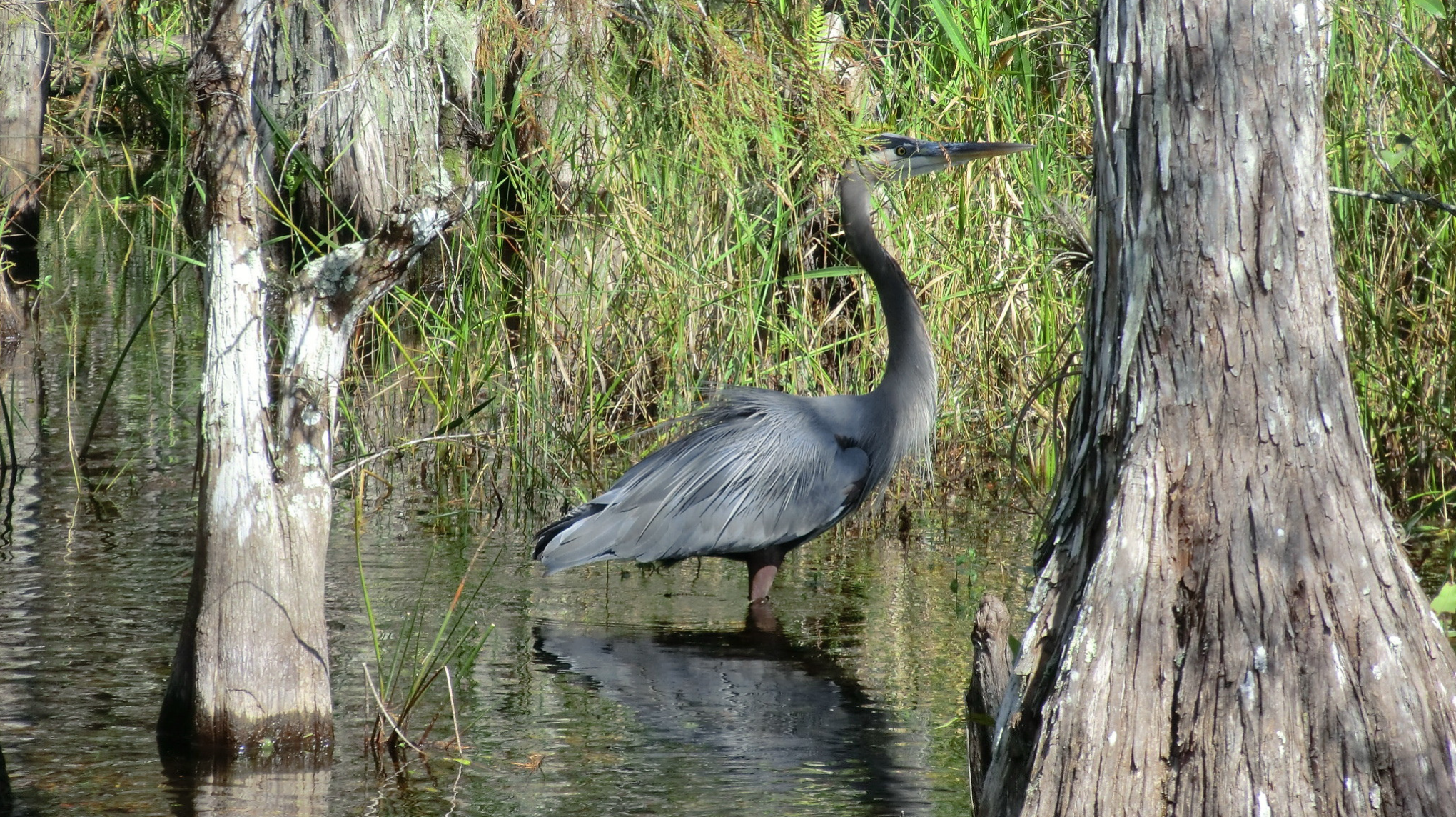 FL Comp Costs per Claim Grew Steadily Between 2011-2016