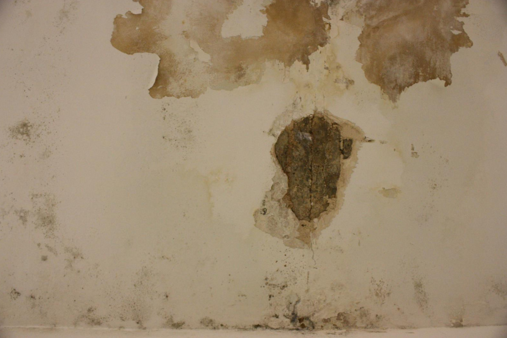 LA Worker’s Alleged Illness from Mold in Office Did Not Qualify As Occupational Disease