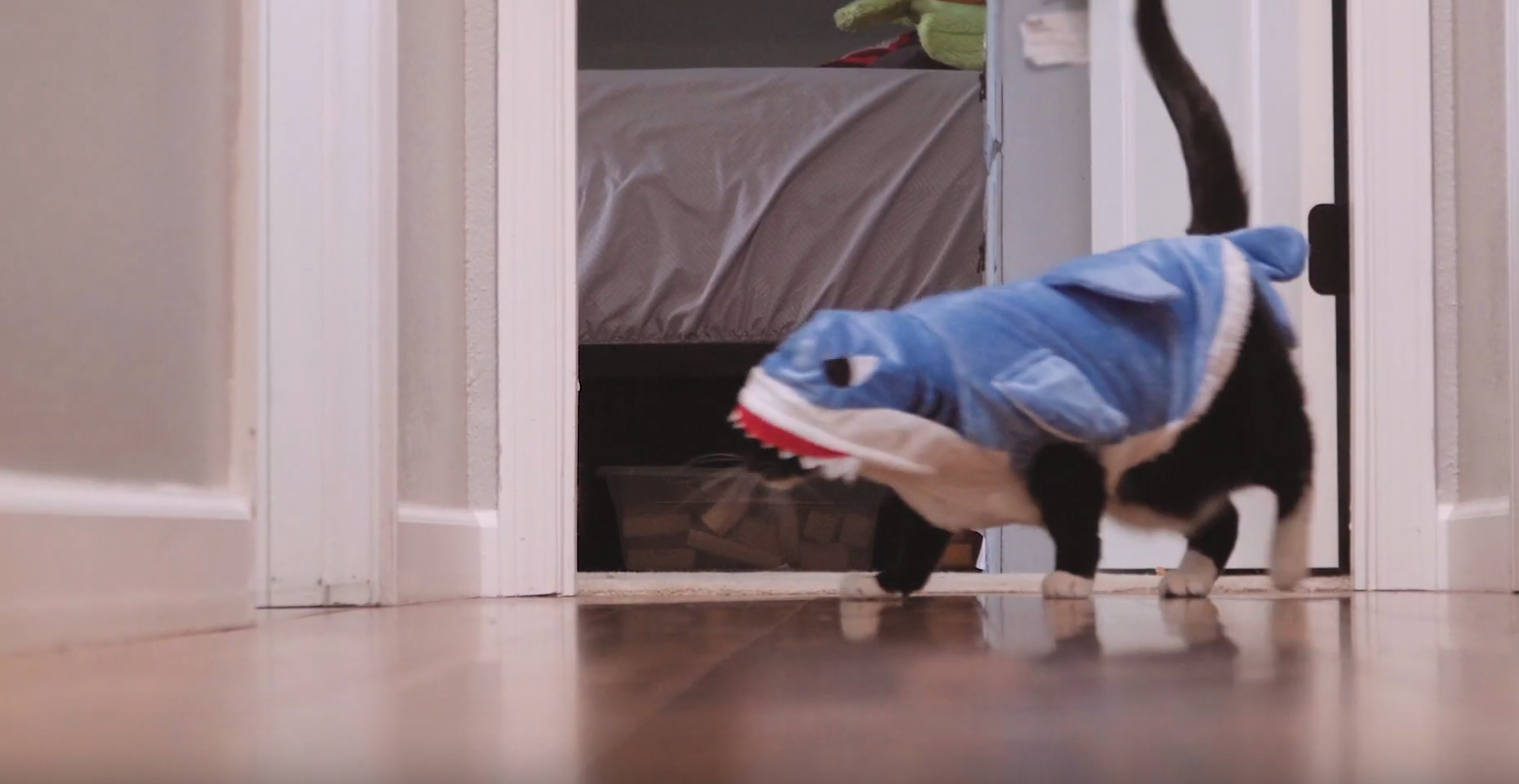 SAIF Releases “Shark-Week™” Spoof to Warn of Pet-Related Dangers at Work